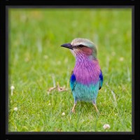 Kenya. Lilac-breasted Roller bird, Lake Naivasha Fine Art Print