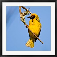 Masked Weaver bird, Drakensberg, South Africa Fine Art Print