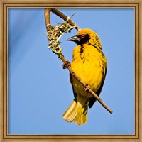 Masked Weaver bird, Drakensberg, South Africa Fine Art Print