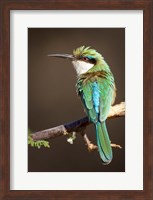 Kenya, Somali bee-eater, tropical bird on limb Fine Art Print