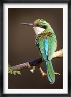 Kenya, Somali bee-eater, tropical bird on limb Fine Art Print