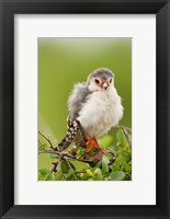 Pygmy Falcon, Samburu Game Reserve, Kenya Fine Art Print