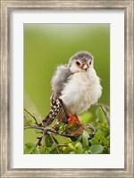 Pygmy Falcon, Samburu Game Reserve, Kenya Fine Art Print