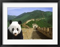 Panda at the Great Wall of China Fine Art Print