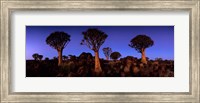 Namibia, Keetmanshoop, Quiver Tree, Kokerboomwoud Fine Art Print