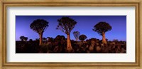 Namibia, Keetmanshoop, Quiver Tree, Kokerboomwoud Fine Art Print