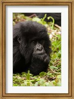 Gorilla resting, Volcanoes National Park, Rwanda Fine Art Print