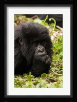 Gorilla resting, Volcanoes National Park, Rwanda Fine Art Print