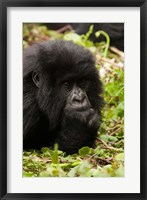 Gorilla resting, Volcanoes National Park, Rwanda Fine Art Print