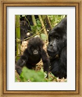 Adult and baby Gorilla, Volcanoes National Park, Rwanda Fine Art Print