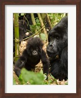 Adult and baby Gorilla, Volcanoes National Park, Rwanda Fine Art Print