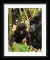 Adult and baby Gorilla, Volcanoes National Park, Rwanda Fine Art Print