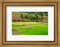 People working in green rice fields, Madagascar Fine Art Print