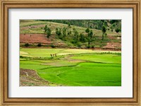 People working in green rice fields, Madagascar Fine Art Print