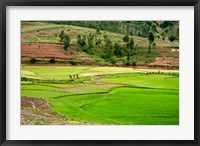 People working in green rice fields, Madagascar Fine Art Print