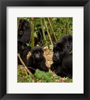 Group of Gorillas, Volcanoes National Park, Rwanda Fine Art Print