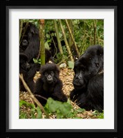 Group of Gorillas, Volcanoes National Park, Rwanda Fine Art Print