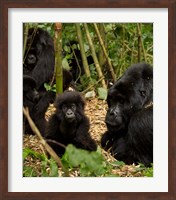 Group of Gorillas, Volcanoes National Park, Rwanda Fine Art Print