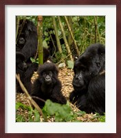 Group of Gorillas, Volcanoes National Park, Rwanda Fine Art Print