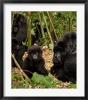 Group of Gorillas, Volcanoes National Park, Rwanda Fine Art Print