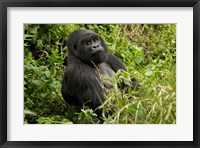 Mountain Gorilla, Volcanoes National Park, Rwanda Fine Art Print