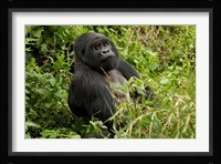 Mountain Gorilla, Volcanoes National Park, Rwanda Fine Art Print