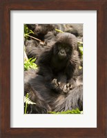 Baby Mountain Gorilla, Volcanoes National Park, Rwanda Fine Art Print