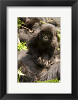 Baby Mountain Gorilla, Volcanoes National Park, Rwanda Fine Art Print