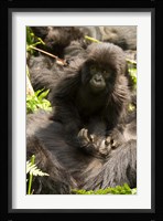 Baby Mountain Gorilla, Volcanoes National Park, Rwanda Fine Art Print