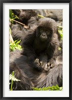 Baby Mountain Gorilla, Volcanoes National Park, Rwanda Fine Art Print