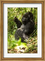 Gorilla holding a vine, Volcanoes National Park, Rwanda Fine Art Print