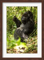 Gorilla holding a vine, Volcanoes National Park, Rwanda Fine Art Print