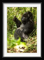 Gorilla holding a vine, Volcanoes National Park, Rwanda Fine Art Print