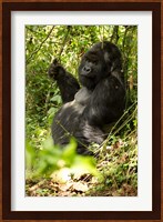 Gorilla holding a vine, Volcanoes National Park, Rwanda Fine Art Print