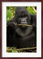 Gorilla chewing, Volcanoes National Park, Rwanda Fine Art Print