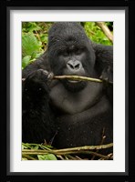 Gorilla chewing, Volcanoes National Park, Rwanda Fine Art Print