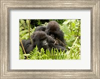 Pair of Gorillas, Volcanoes National Park, Rwanda Fine Art Print