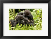 Pair of Gorillas, Volcanoes National Park, Rwanda Fine Art Print