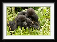 Pair of Gorillas, Volcanoes National Park, Rwanda Fine Art Print