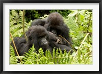 Pair of Gorillas, Volcanoes National Park, Rwanda Fine Art Print