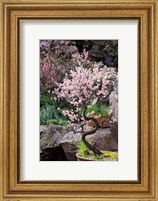 Pink spring blooms on tree, Yu Yuan Gardens, Shanghai, China Fine Art Print