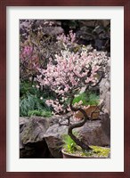 Pink spring blooms on tree, Yu Yuan Gardens, Shanghai, China Fine Art Print