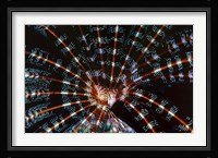 Open Sea Fan, Red Sea, Egypt Fine Art Print