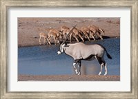 Namibia, Etosha NP, Chudop, Oryx, black-faced impala Fine Art Print