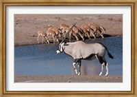 Namibia, Etosha NP, Chudop, Oryx, black-faced impala Fine Art Print