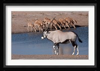 Namibia, Etosha NP, Chudop, Oryx, black-faced impala Fine Art Print
