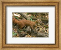 N. Ringtail Mongoose wildlife, Ankarana NP, Madagascar Fine Art Print