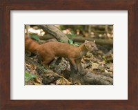 N. Ringtail Mongoose wildlife, Ankarana NP, Madagascar Fine Art Print