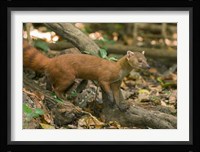 N. Ringtail Mongoose wildlife, Ankarana NP, Madagascar Fine Art Print