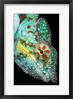 Panther Chameleon, Western Madagascar Fine Art Print